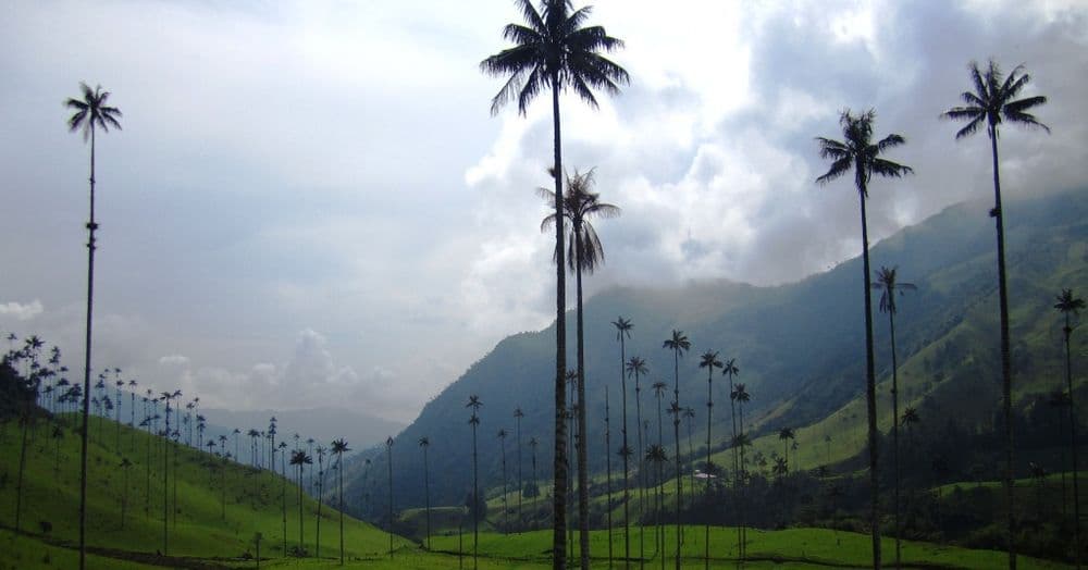 Die Temperaturen im Cocora Tal laden zum Wandern ein!