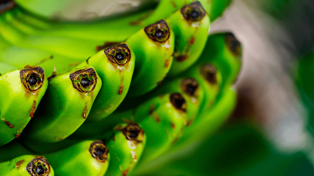 fruit (1)