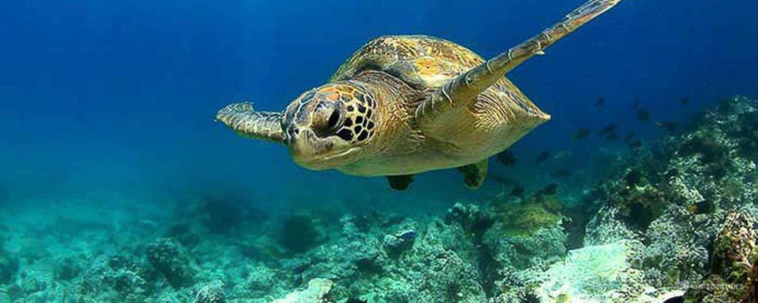 Galapagos Green Turtle