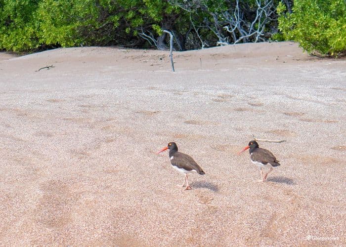 American Oystercatcher