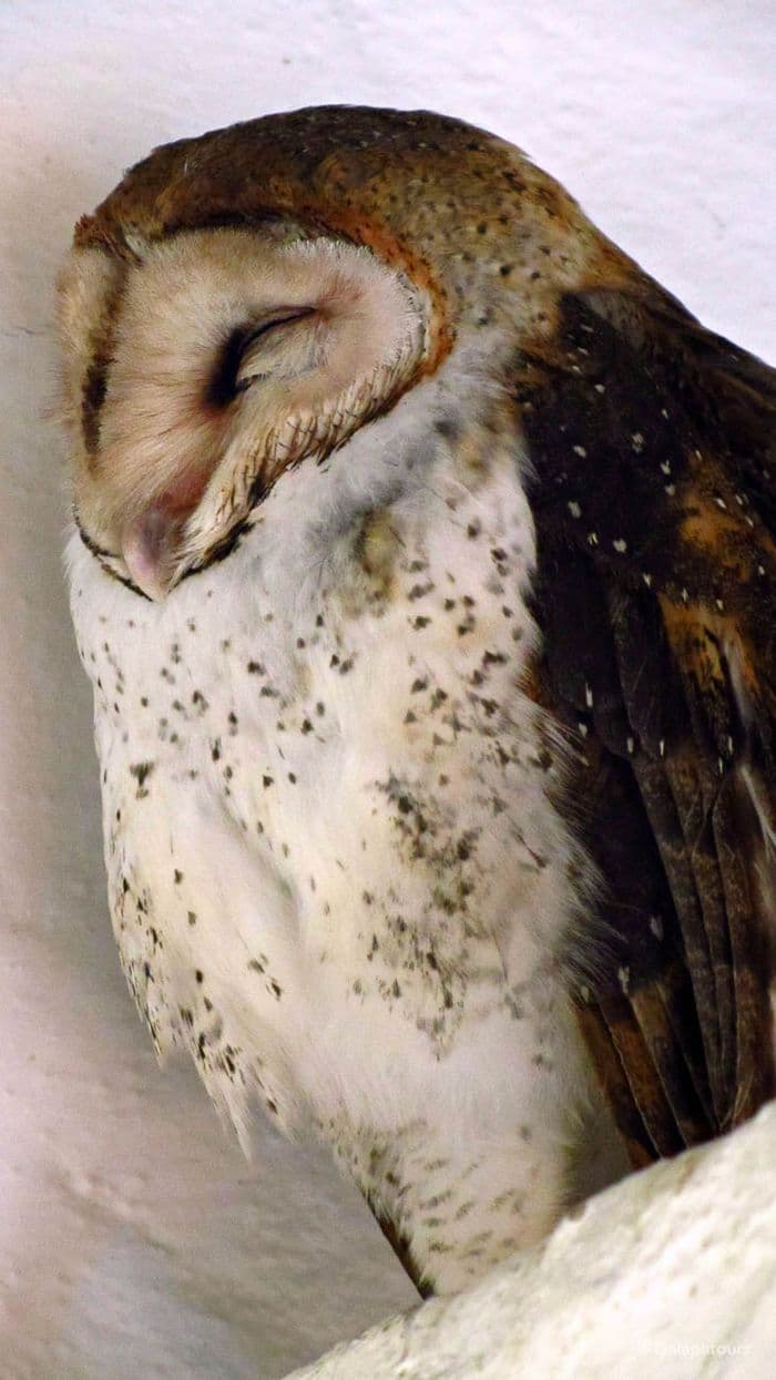 Galapagos Barn Owl