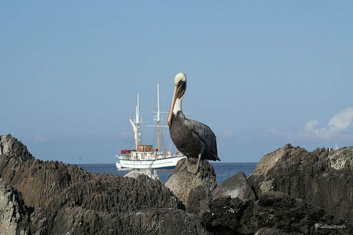 Brown Pelican