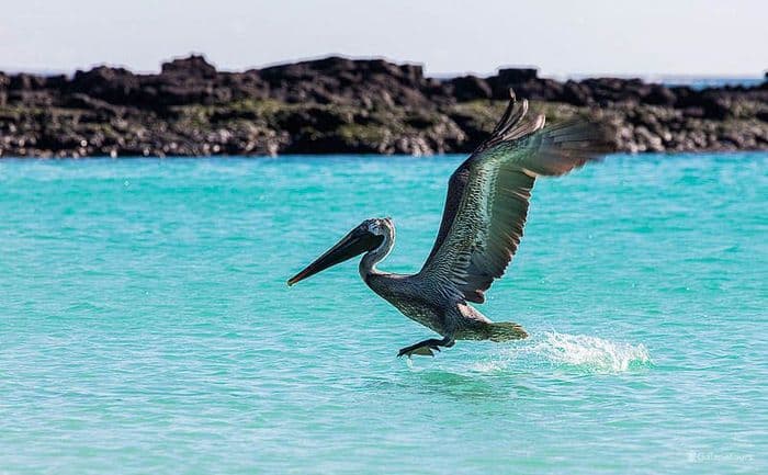 Brown Pelican