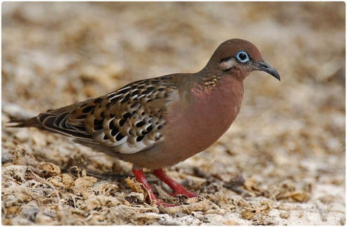 Galapagos Dove