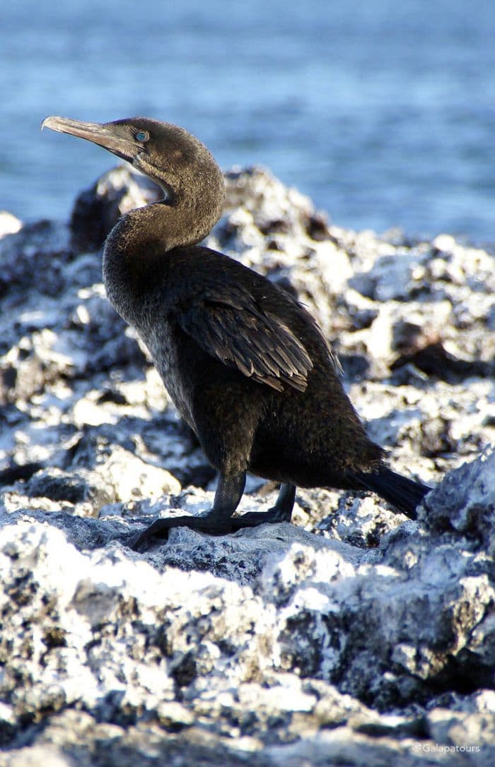 Flightless Cormorant