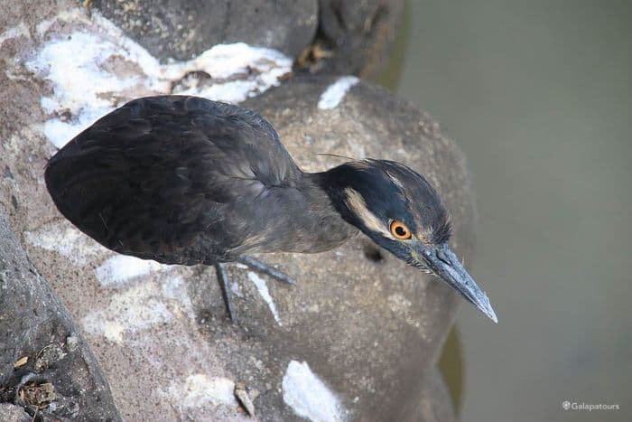 Galapagos Lava Heron