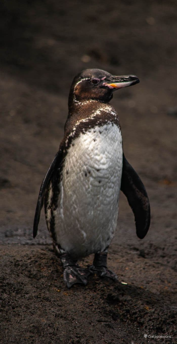 Galapagos Penguin