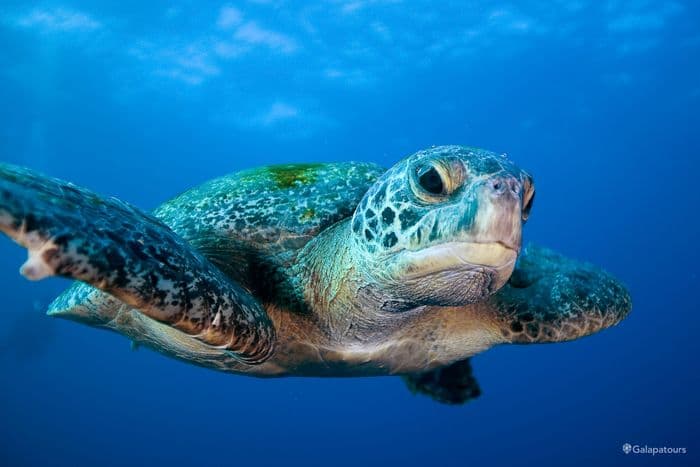 Galapagos Green Turtle