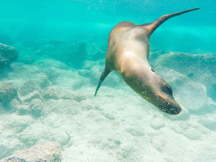 dive ecuador galapagos gopro schorcheln snorkeling under water underwater unterwasser vivideo 123 - viventura South America Tours GoPro Footage