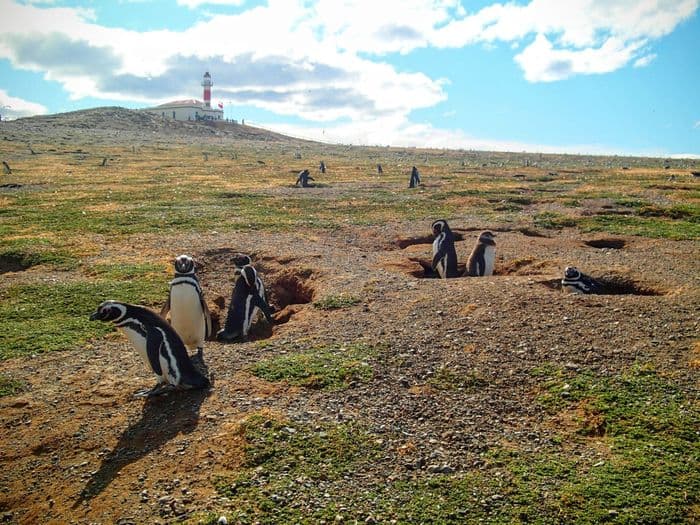 punta arenas, isla magdalena, pinguin