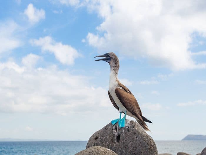 galapagos1