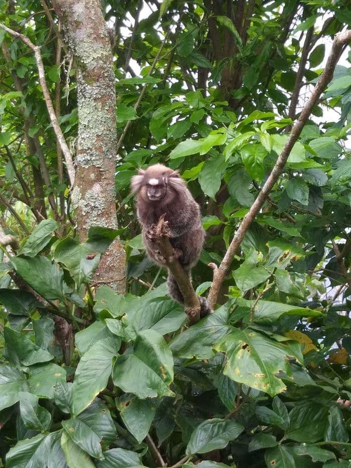 Marmoset