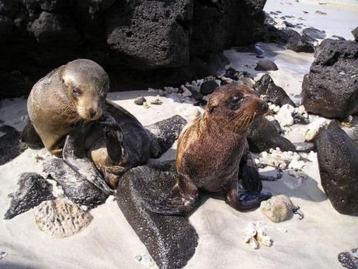 Seelöwen auf Galapagos