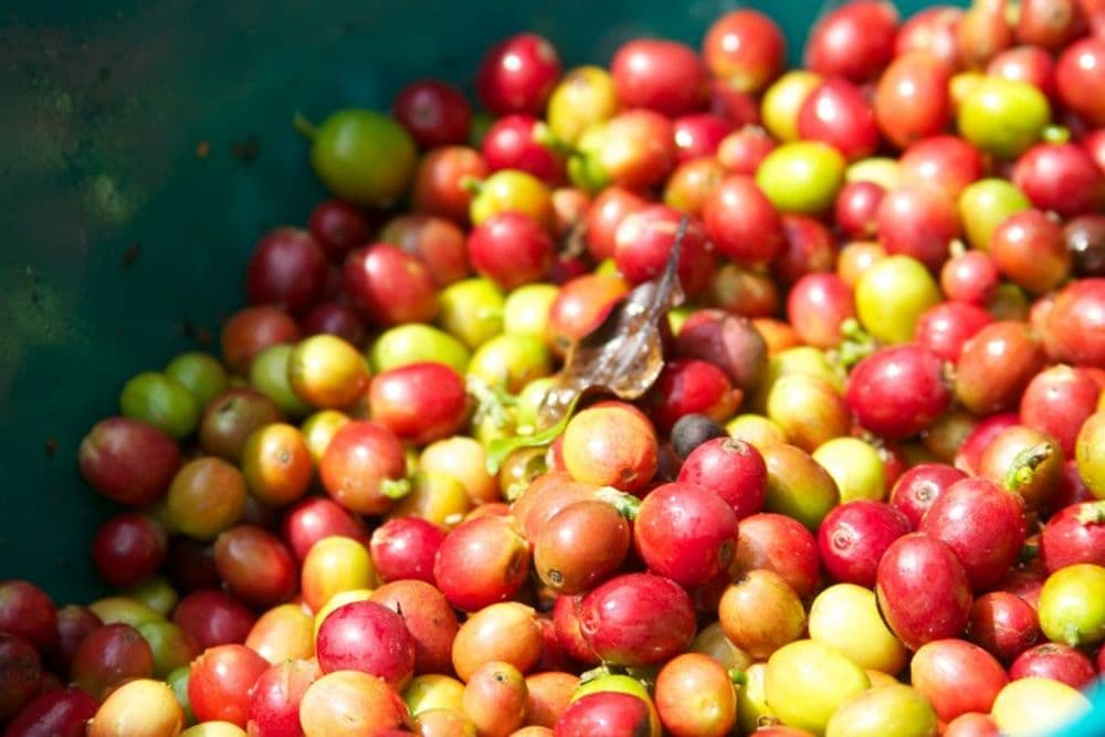 Rote und grüne Kaffekirschen