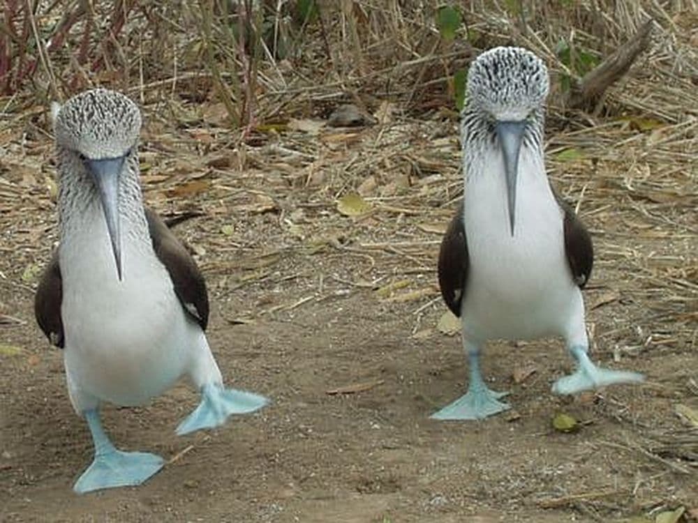 BalztanzvonBlaufußtölpeln_abcd-480-44207