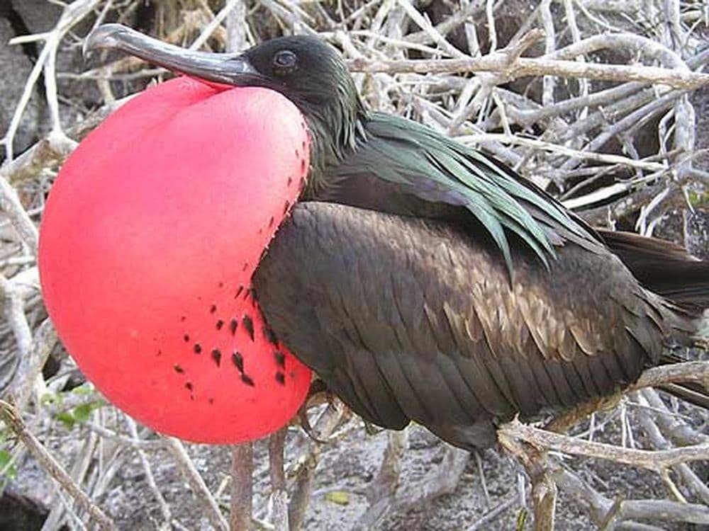 Bindenfregattvogel_abcd-480-10730