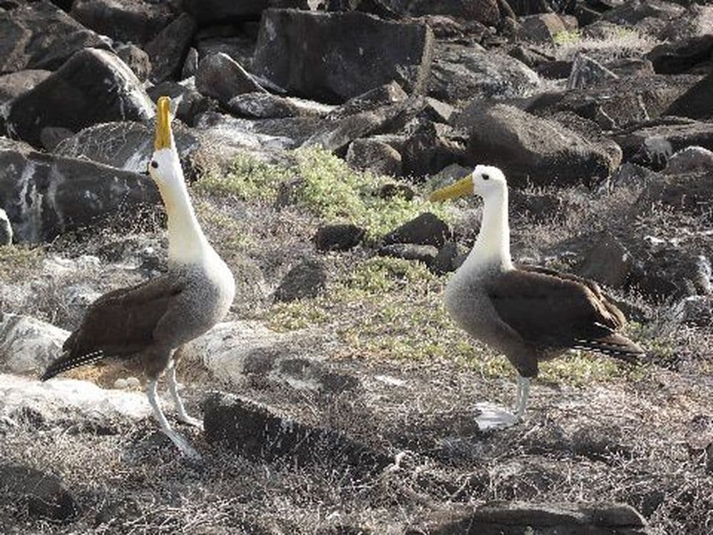 GAlbatrosse_img-27818-l0-w0