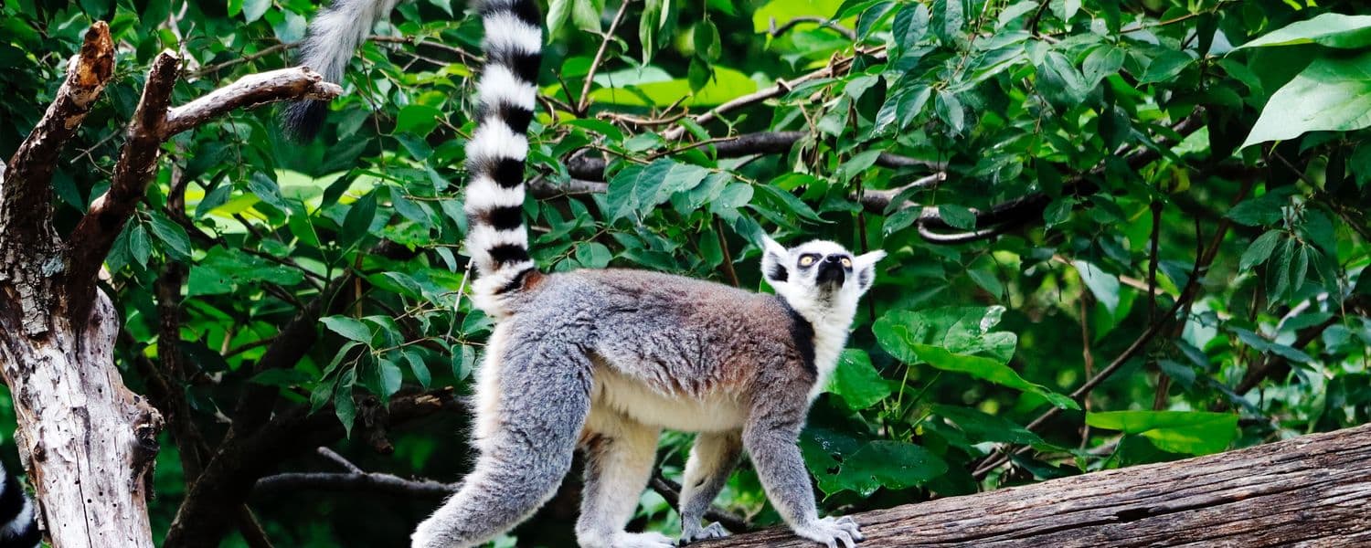 Madagascar Lemur
