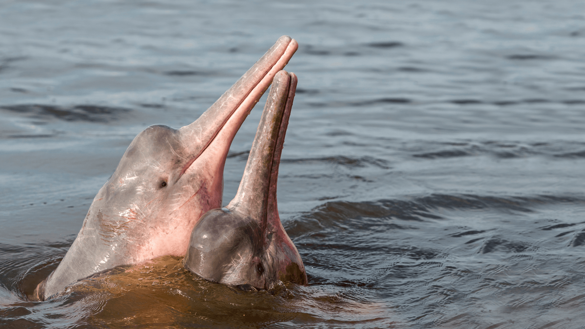 Amazon river dolphin