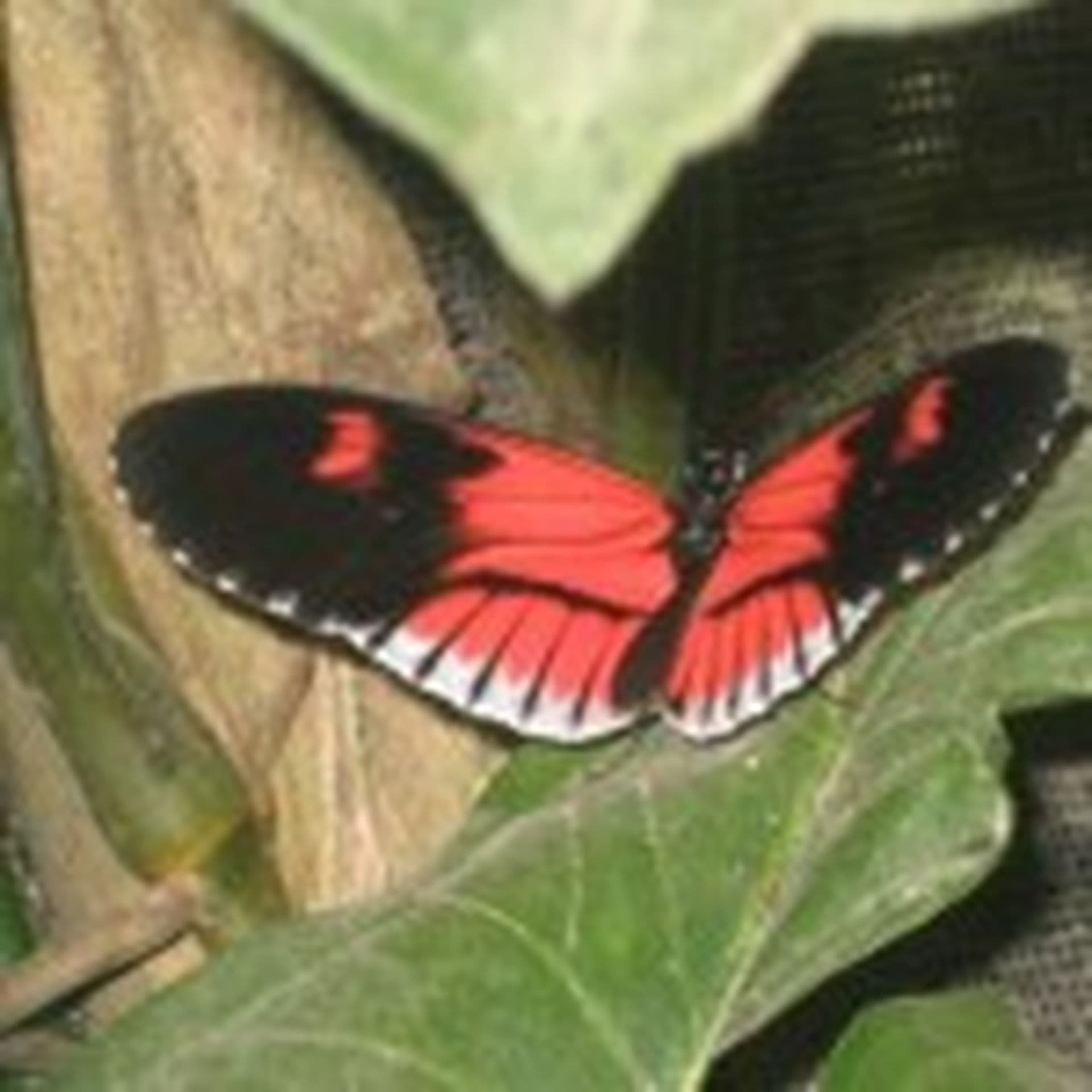 Ecuador: Mindo, ein Dorf im Nebelwald