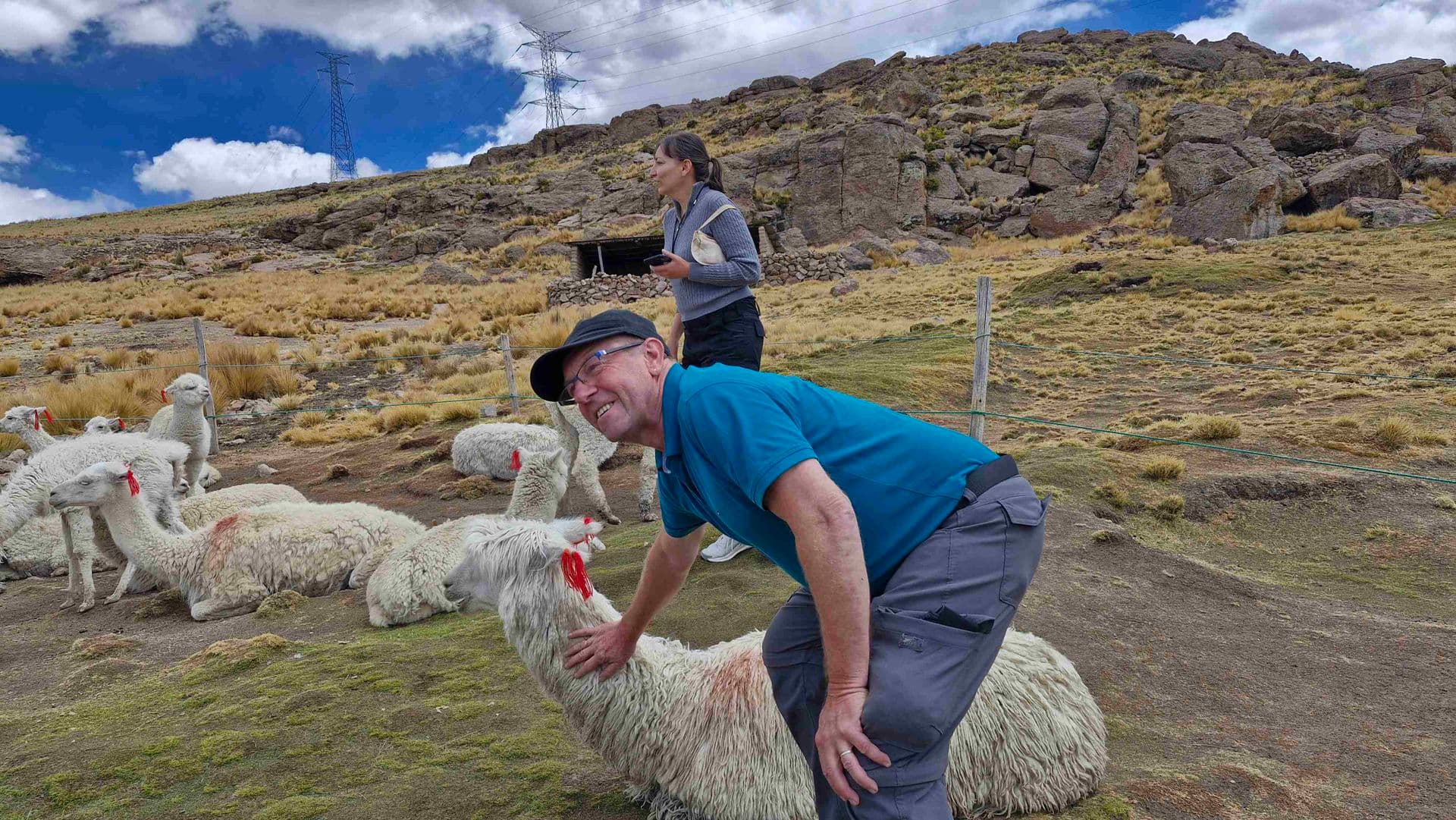 Alpacas