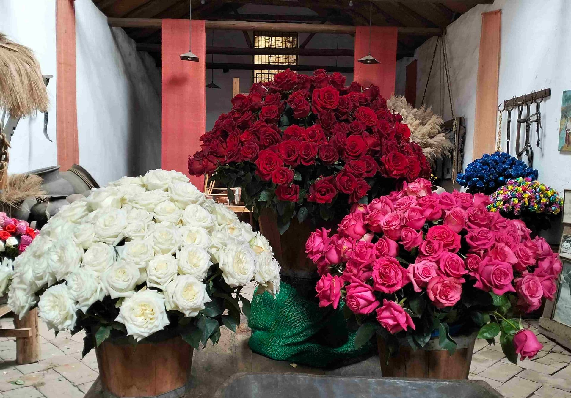 Rosen aus Ecuador