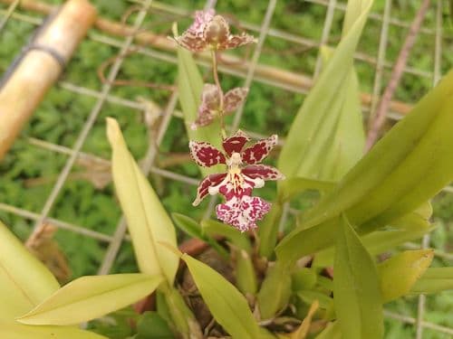 La Romelia bei Manizales