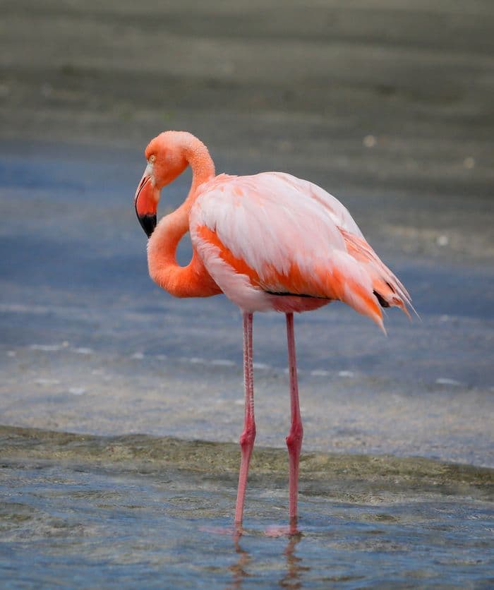 Galapagos Flamingo