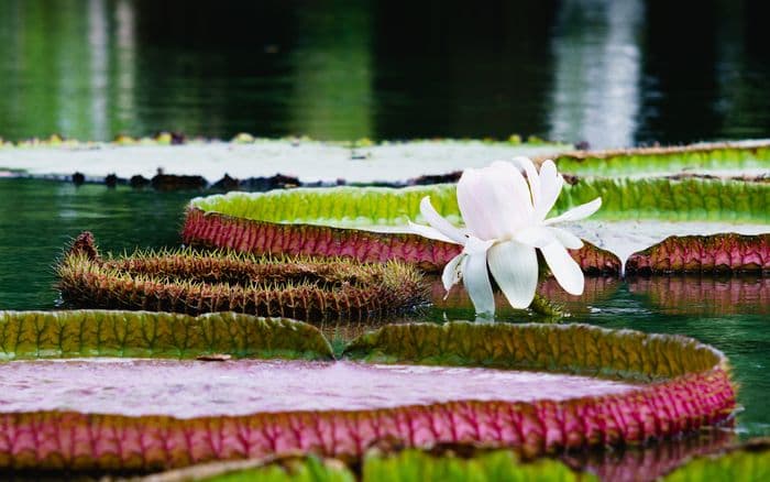 amazon lake roses