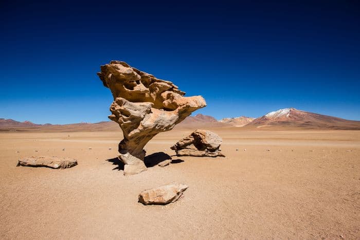 Arbol de piedra