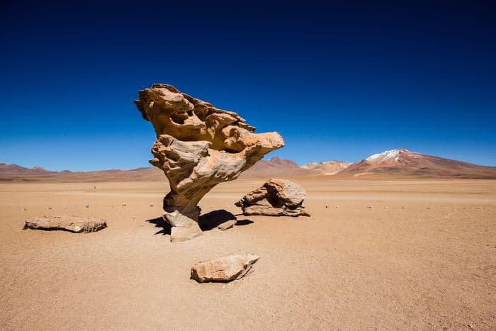 Arbol de piedra 