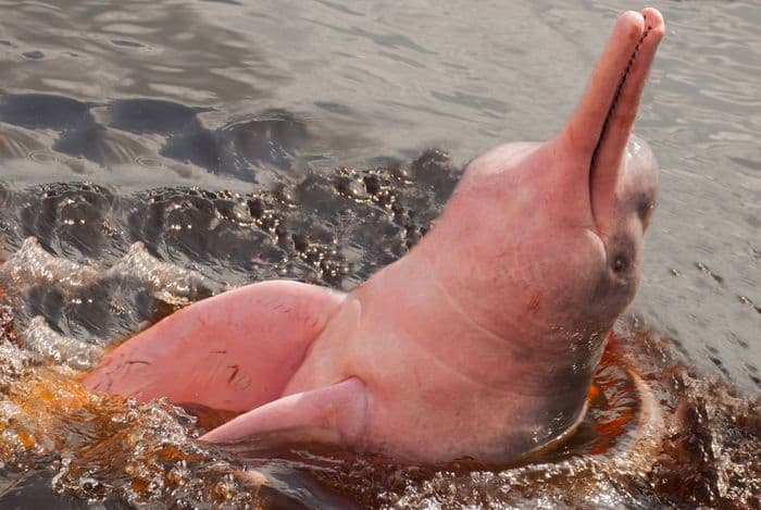 pink dolphin