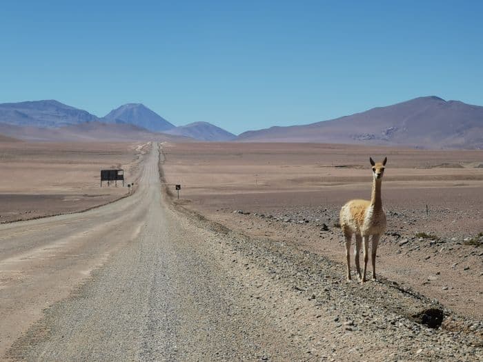 atacama tatio laguna llama