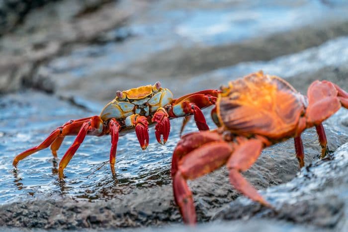 Galapagos Crab