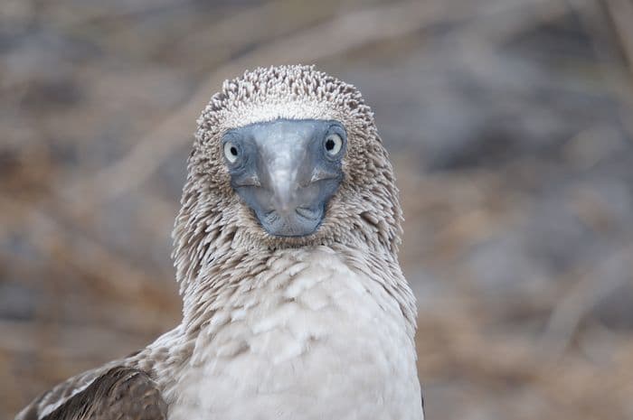 Galapagos