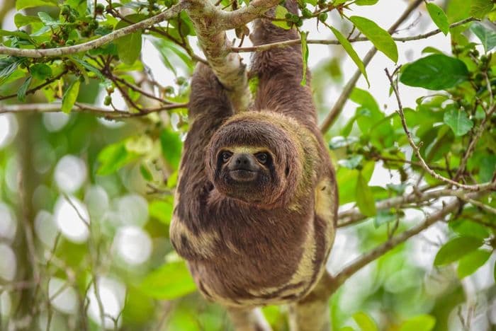 sloth