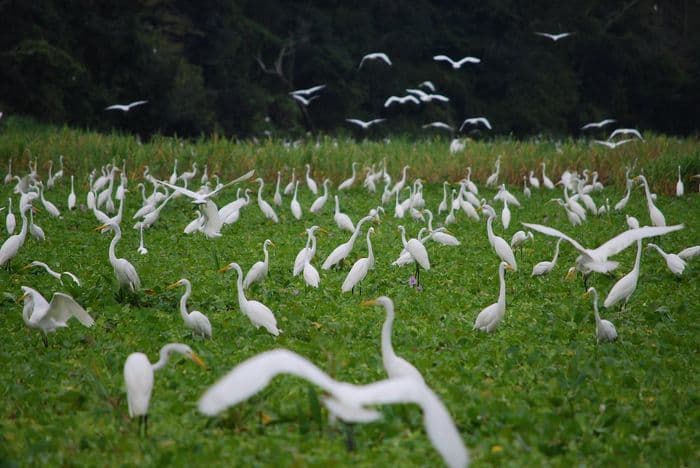 lagoon birds