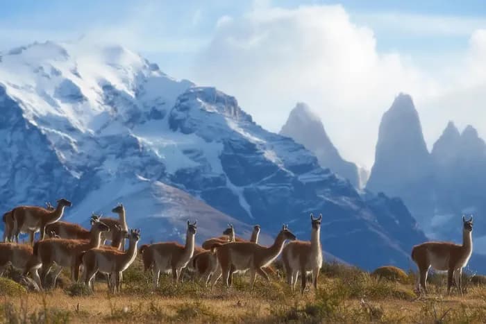 Torres del paine