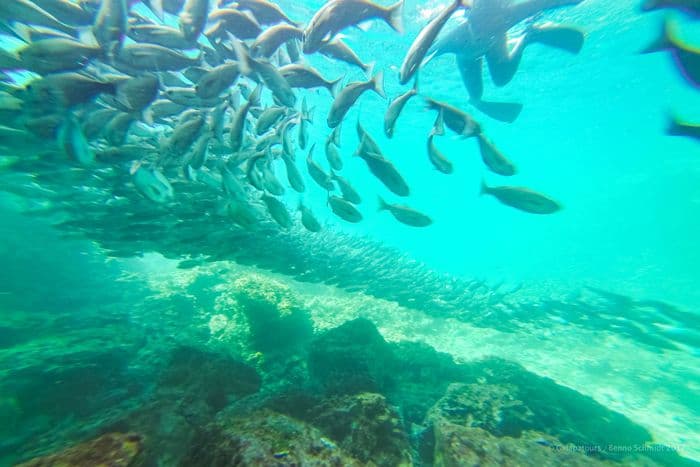 espanola - la pinta yacht galapagos cruise - gal0104