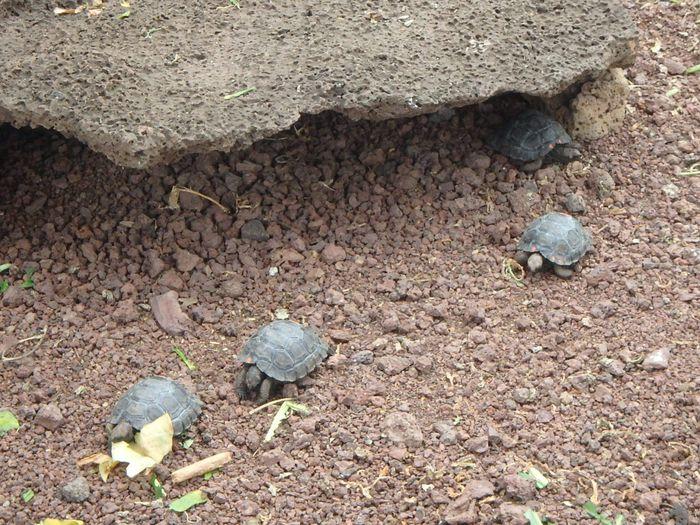 Baby-Schildkröten in der Aufzu