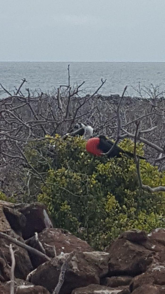 Männliche Fregattvogel mit rot