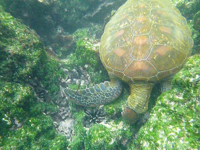 Meeresschildkröten ernähren si