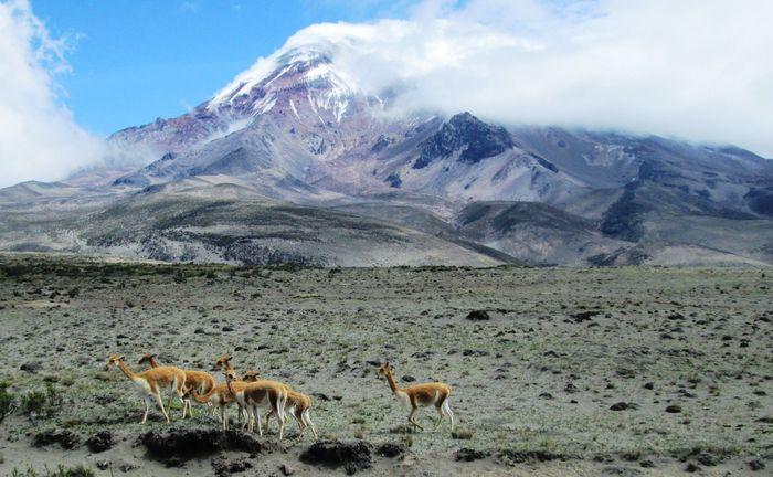 Vicuñas am Fuße des Chimborazo