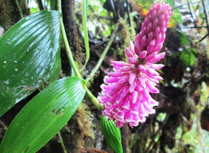 Orchidee aus Mindo