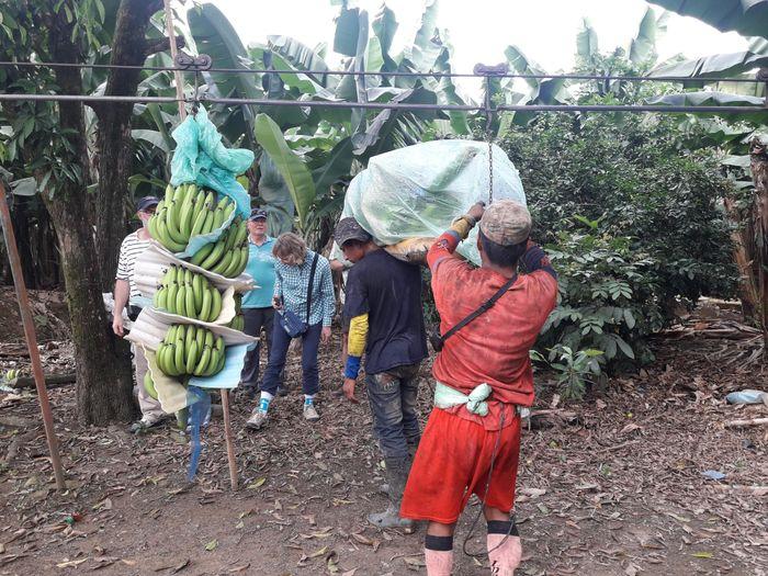 BONITA Banana Plantage