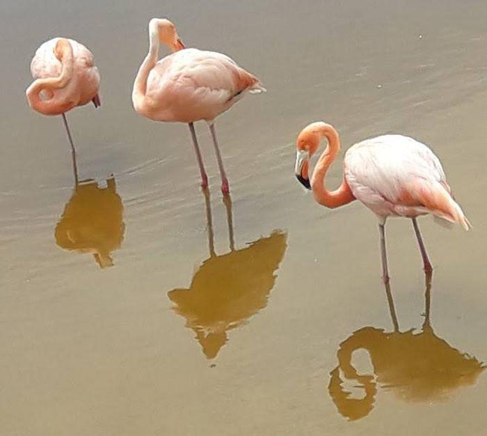 Flamingos in den Feuchtgebiete
