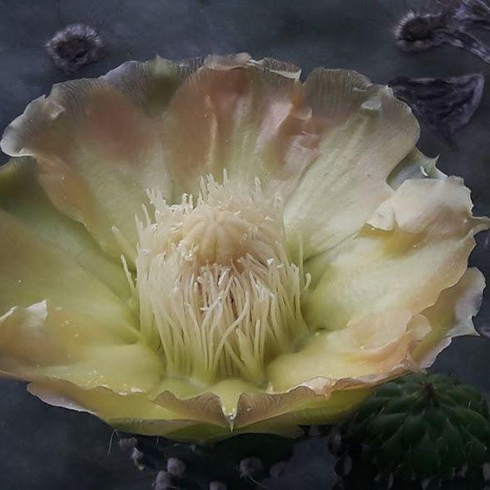 Blume des riesigen Kaktus Opun