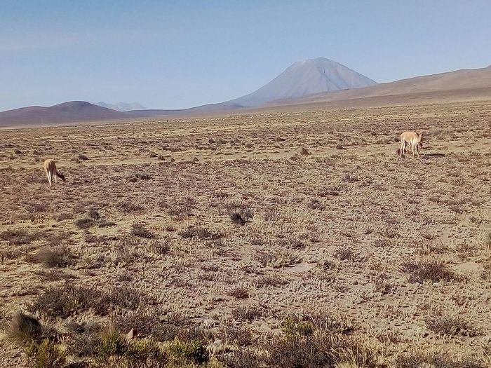 Die berühmten vicuñas
