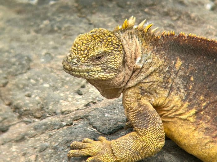 Galapagos Land Iguana