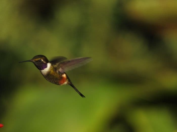 Kolibri welt